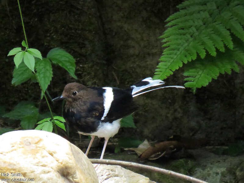 White-crowned Forktailsubadult