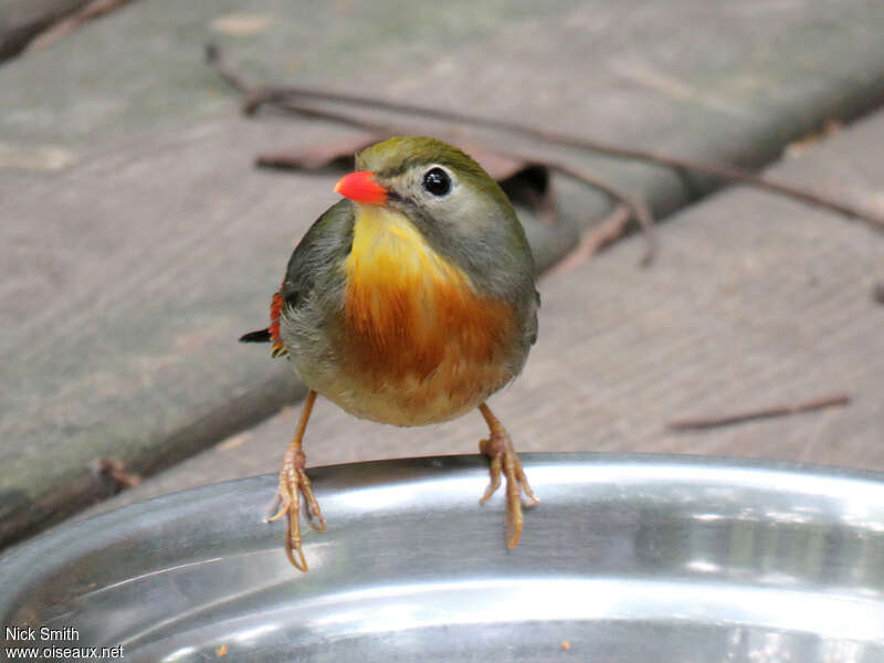 Red-billed Leiothrix male adult, close-up portrait
