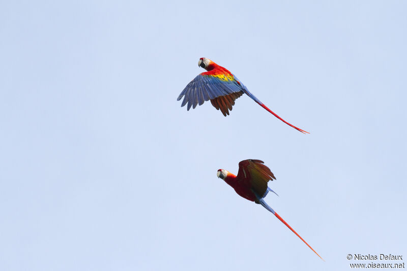 Scarlet Macaw, Flight