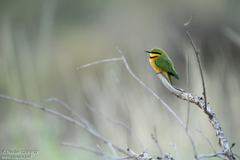 Little Bee-eater, close-up portrait