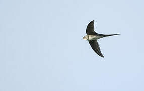 Fork-tailed Palm Swift