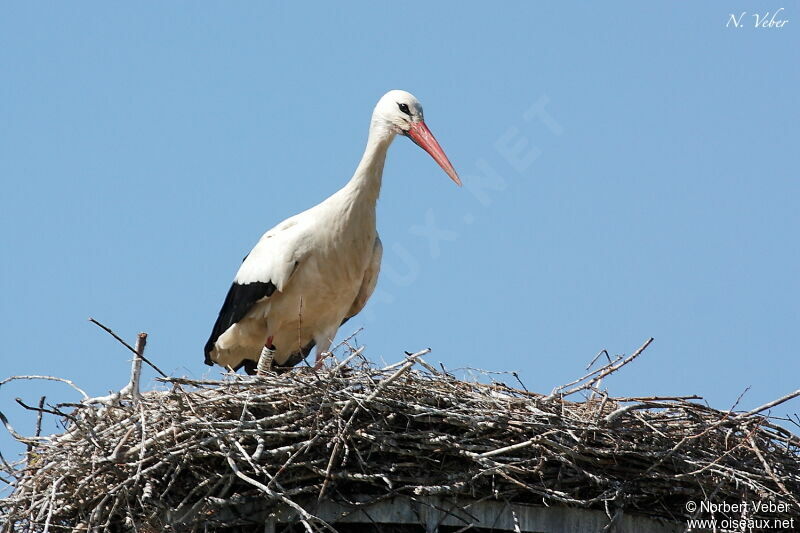 White Storkadult, Reproduction-nesting