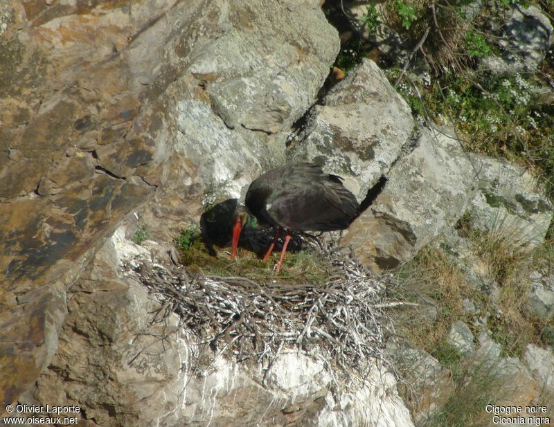 Black Stork, Reproduction-nesting