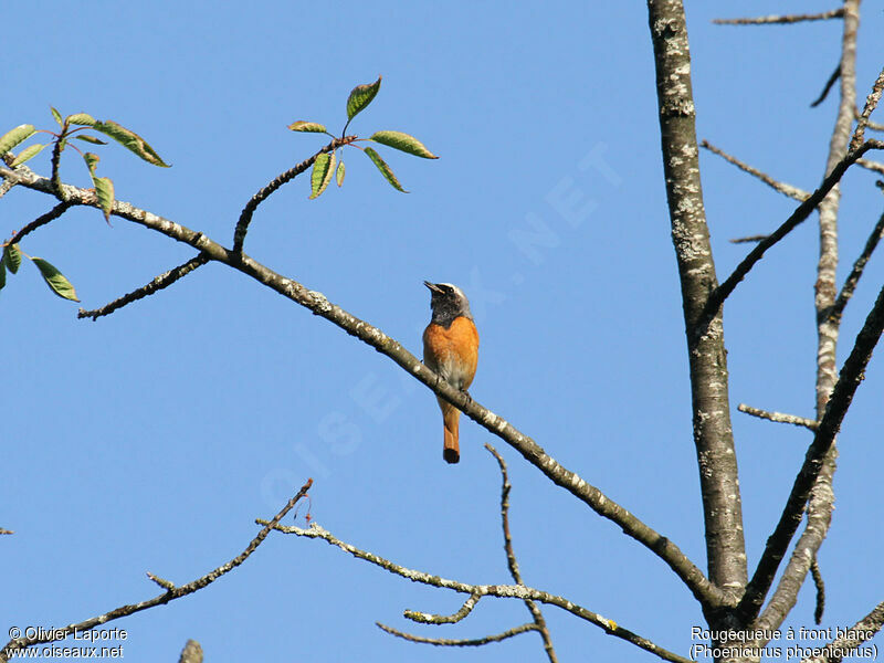 Common Redstart male, song