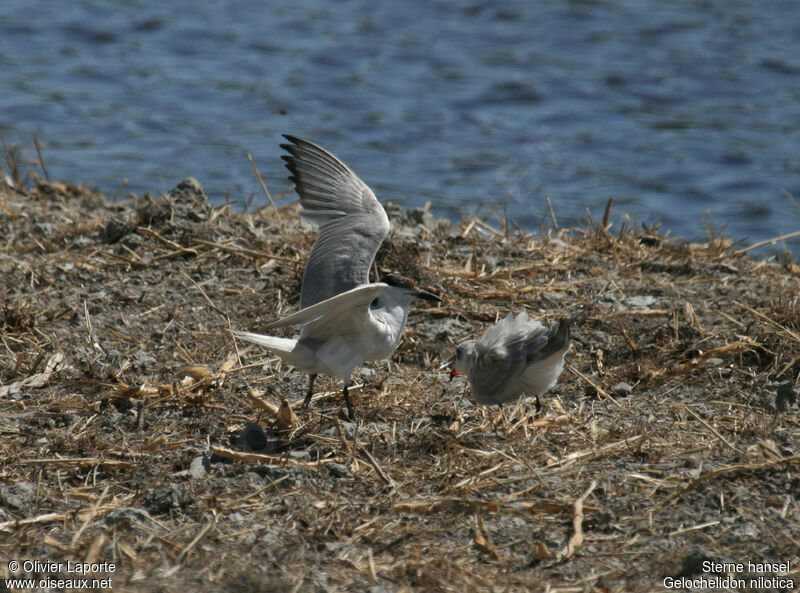 Gull-billed Tern, Behaviour