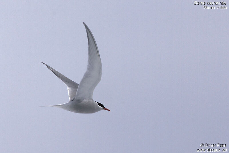 Antarctic Tern, Flight