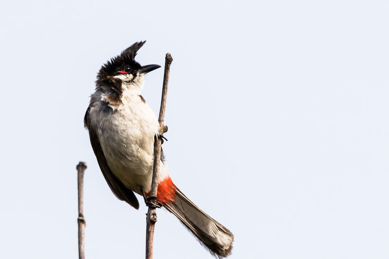 Red-whiskered Bulbul, identification, close-up portrait