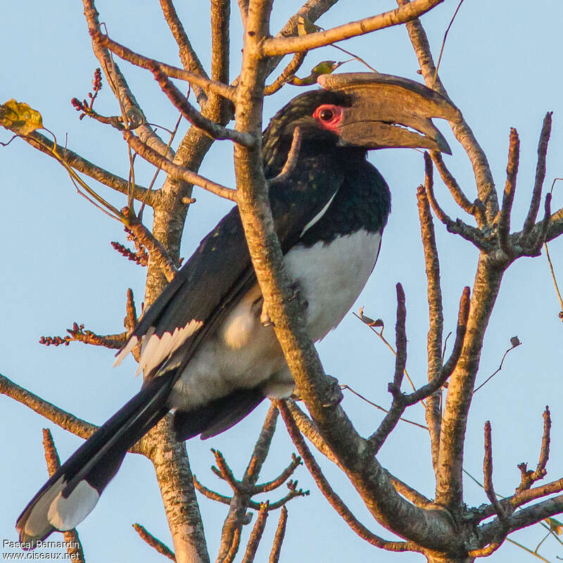 Trumpeter Hornbill male adult, identification