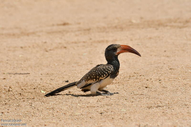 Monteiro's Hornbill male adult
