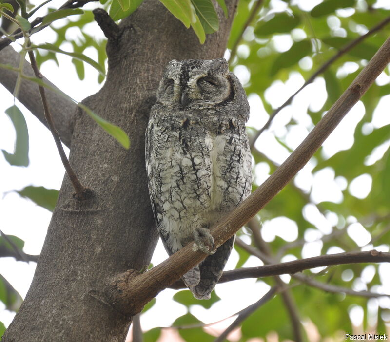 African Scops Owl, identification
