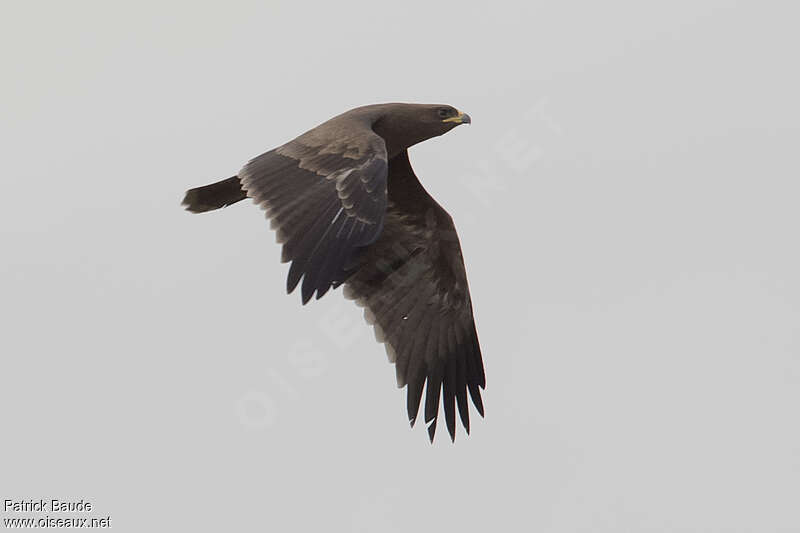 Wahlberg's Eagle female adult, Flight