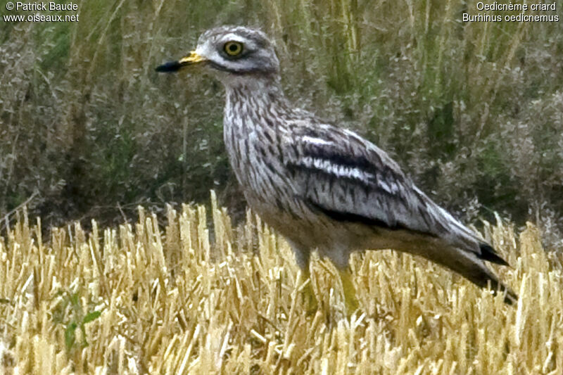 Eurasian Stone-curlew male adult, identification