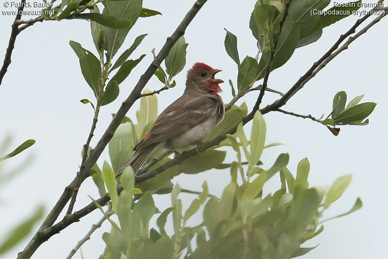 Common Rosefinch male adult breeding, identification
