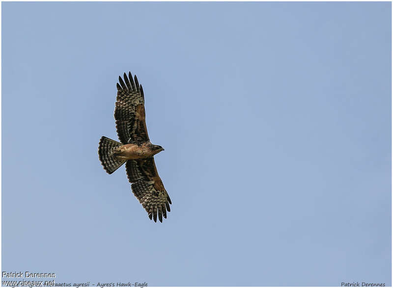 Ayres's Hawk-Eaglejuvenile, pigmentation, Flight
