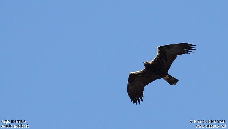 Spanish Imperial Eagle, Flight