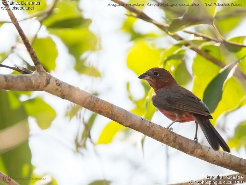 Red Pileated Finch, identification, habitat