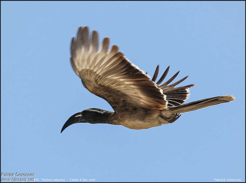 African Grey Hornbill female adult, Flight