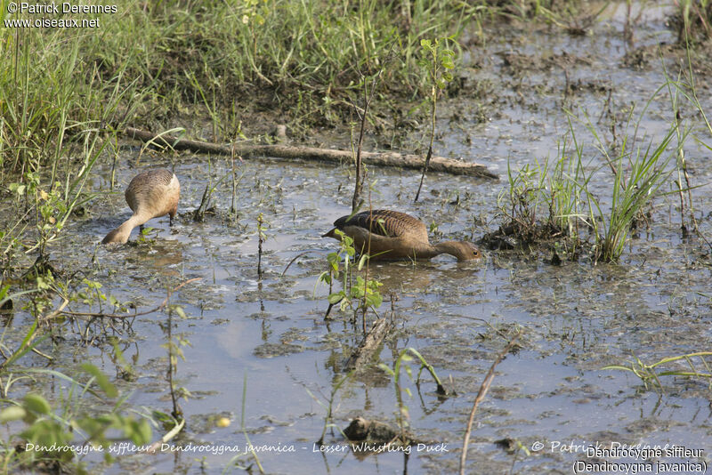 Lesser Whistling Duck, habitat, feeding habits