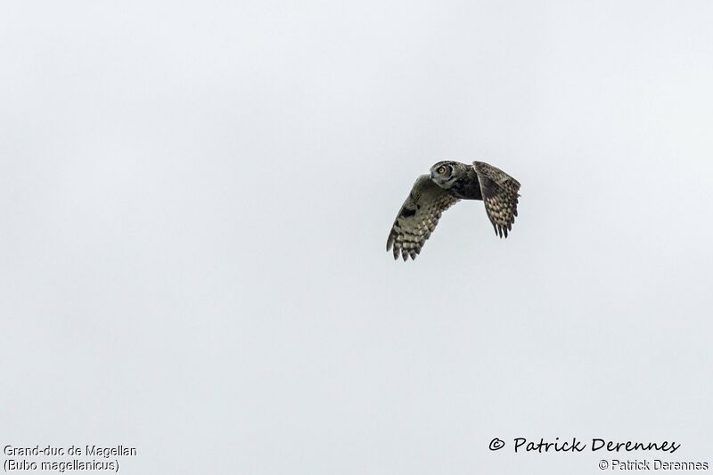 Lesser Horned Owl, Flight