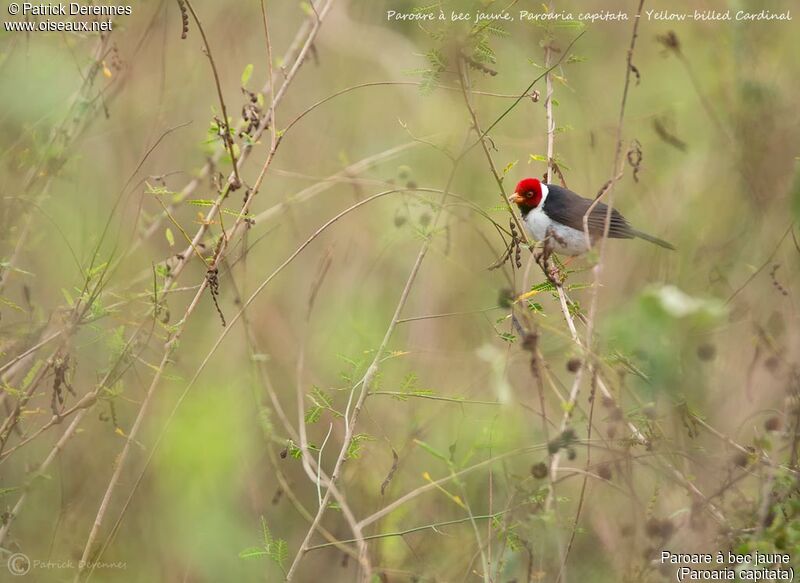 Yellow-billed Cardinal, identification, habitat