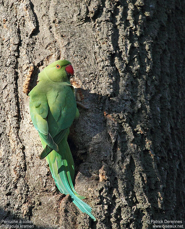 Rose-ringed Parakeet female adult breeding, identification, Reproduction-nesting