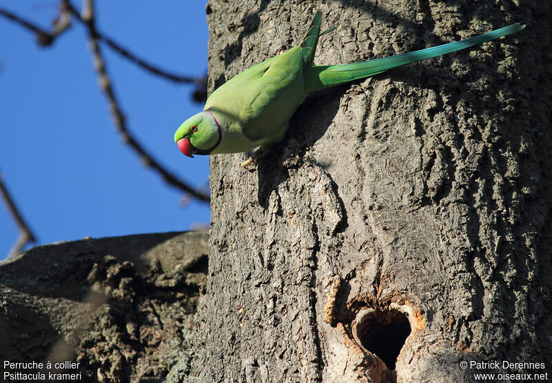 Rose-ringed Parakeet male adult breeding, identification, Reproduction-nesting