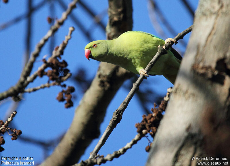 Rose-ringed Parakeet female adult breeding, identification