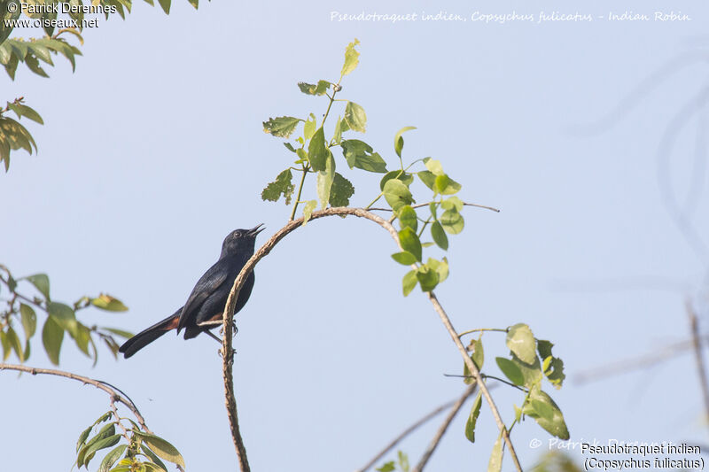 Pseudotraquet indien mâle, identification, habitat, chant