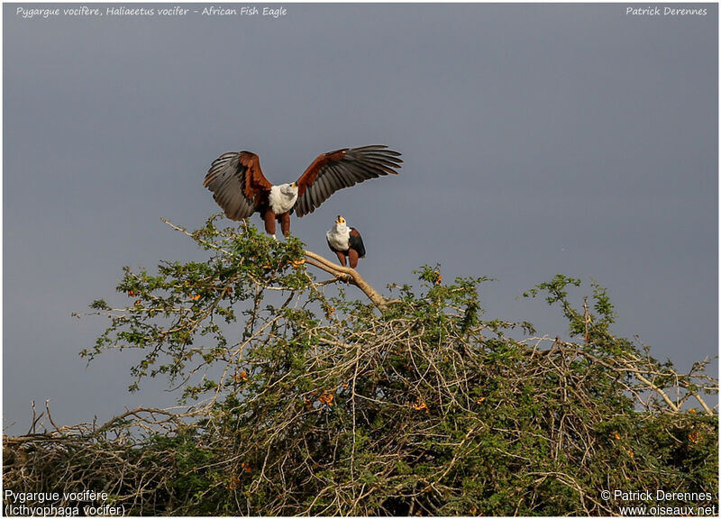 African Fish Eagle adult, identification, Flight, Reproduction-nesting, song, Behaviour