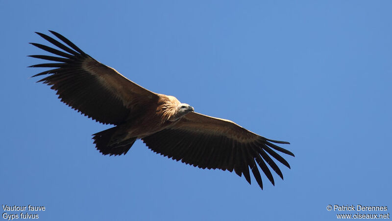 Griffon Vulturejuvenile, Flight