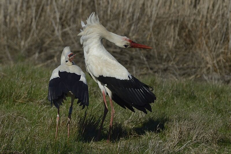 White Storkadult breeding, courting display