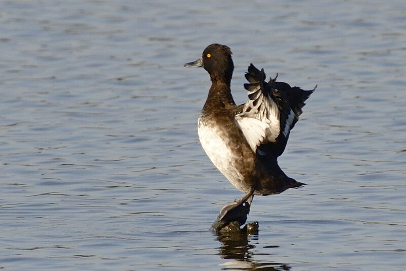 Tufted Duck female adult