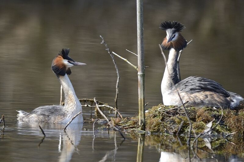 Great Crested Grebeadult breeding, Reproduction-nesting