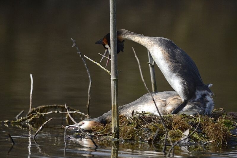 Great Crested Grebe, mating.