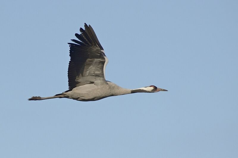Common Craneadult, Flight