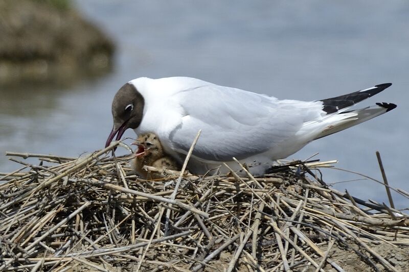 Mouette rieuse, Nidification