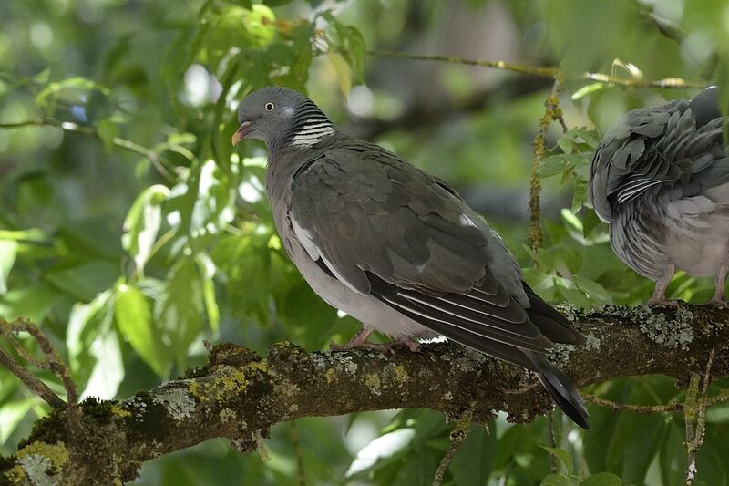 Common Wood Pigeon, care