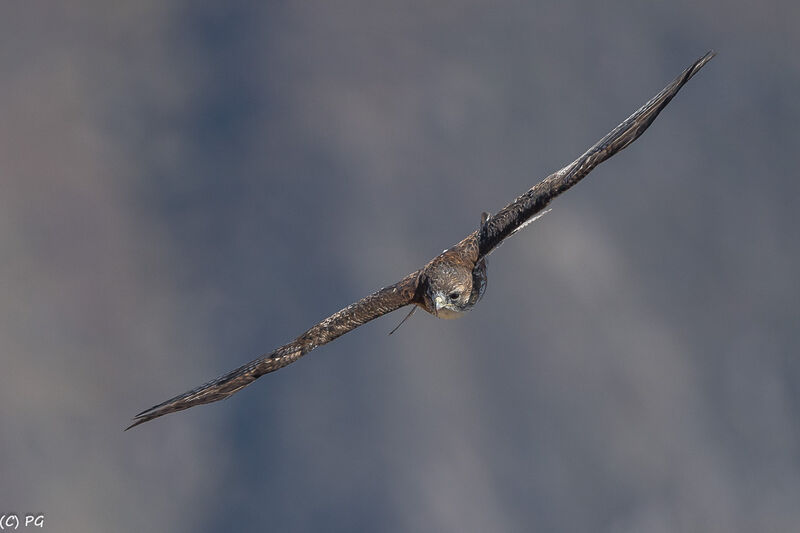 Variable Hawk (poecilochrous)adult, close-up portrait, Flight