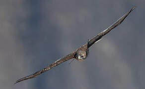 Variable Hawk (poecilochrous)