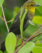 Yellow-hooded Blackbird