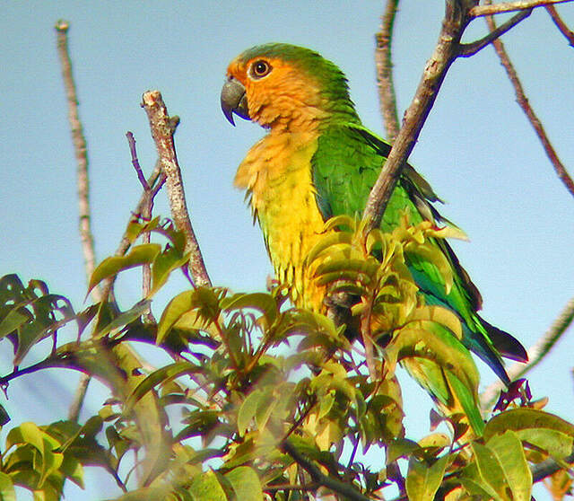 Conure cuivrée pain7712