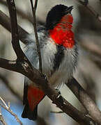 Mistletoebird