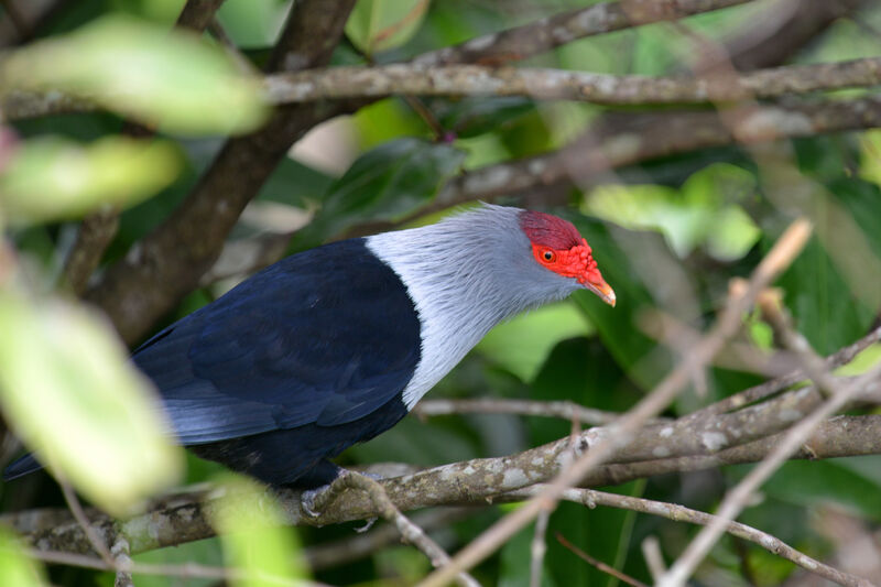 Seychelles Blue Pigeonadult