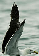 Kelp Gull
