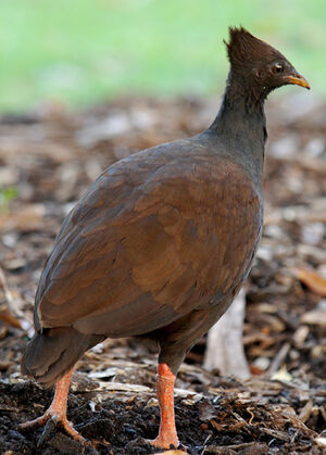 Orange-footed Scrubfowl - Megapodius Reinwardt