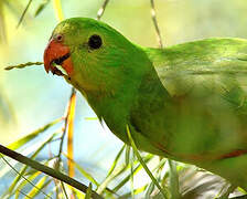 Red-winged Parrot
