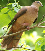 Brown Cuckoo-Dove