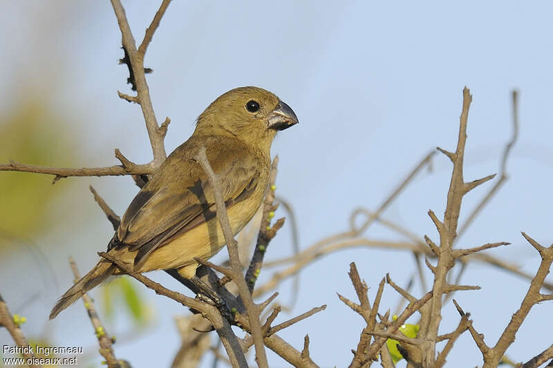 Wing-barred Seedeater female adult, identification