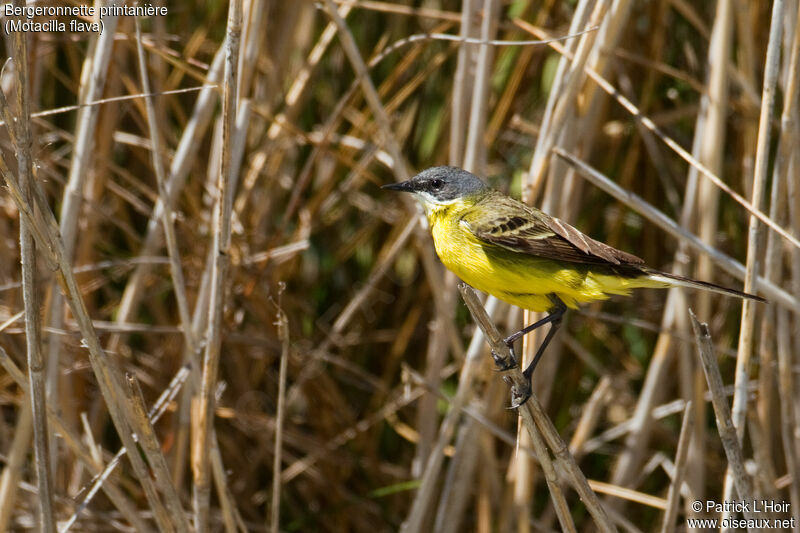 Western Yellow Wagtailadult