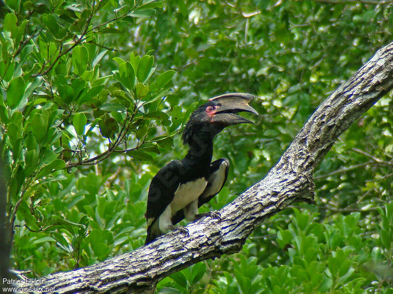 Trumpeter Hornbill male adult, Behaviour